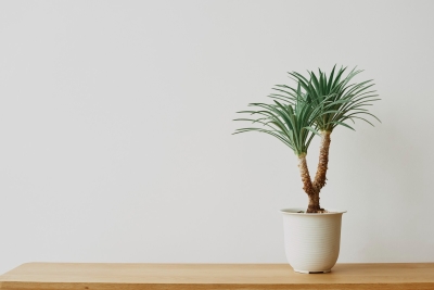 De kracht van kunststof groen in huis