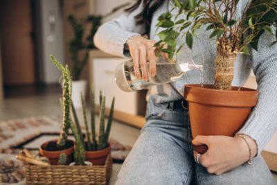 Plantjes voor als je geen groene vingers hebt