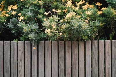 Je gemeente betaalt tot €30/m² voor een groenere tuin