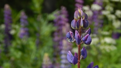 Waarom lupine dit jaar ineens in elke tuin staat